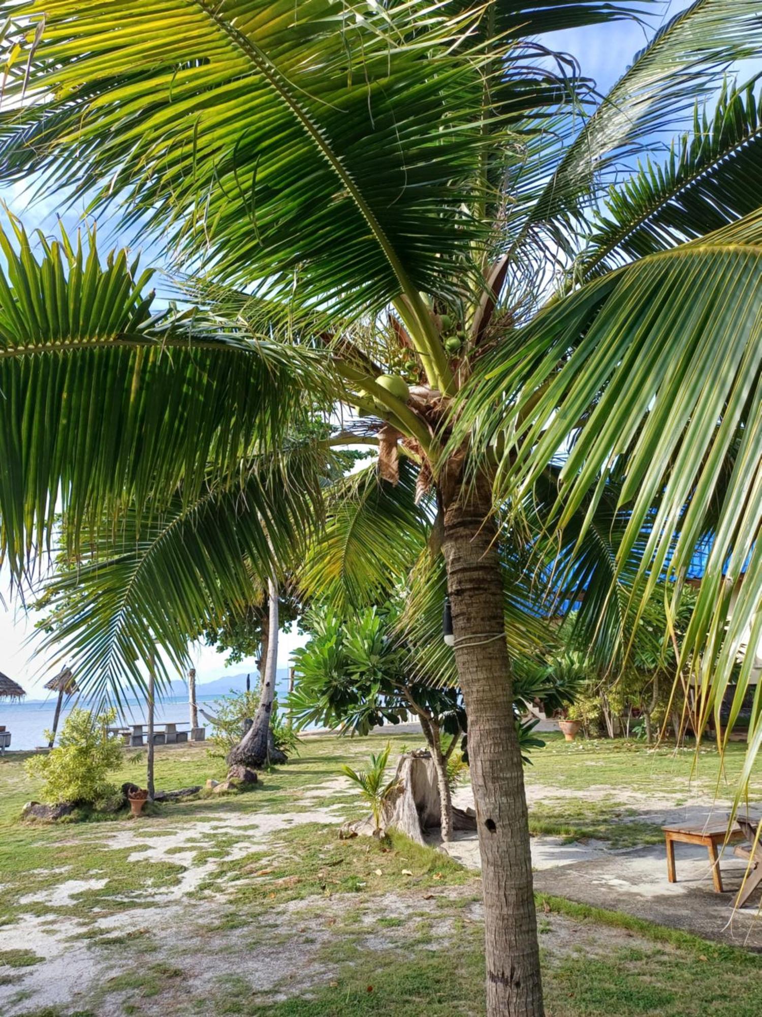 Tropicana Khophagan Resort Hotel Thongsala Zewnętrze zdjęcie